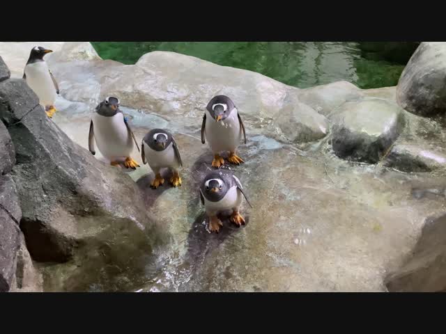 Пингвины охотятся за мыльными пузырями