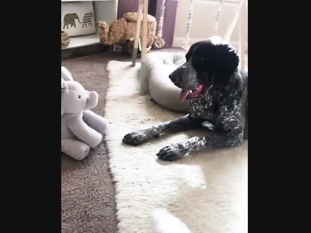 Плюшевая игрушка и пугливый пёс