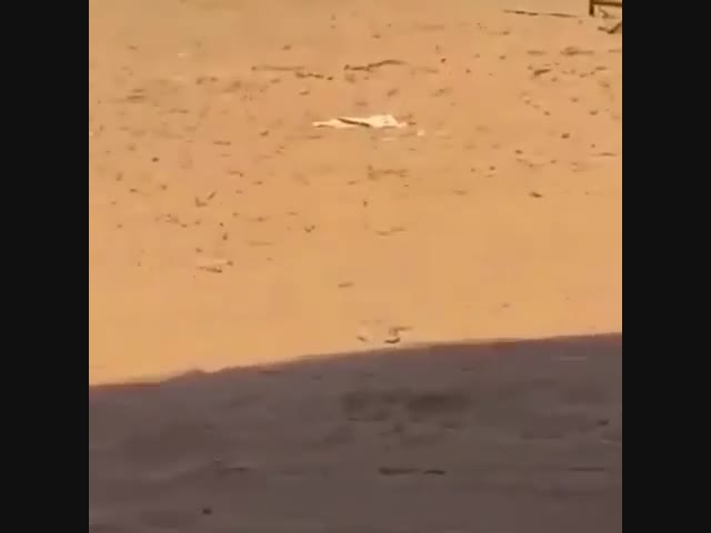 Не твой уровень,дорогой...