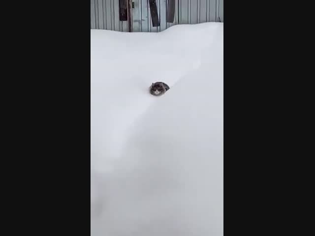 "Давай, братан, плыви!" Кота выпустили погулять по снегу