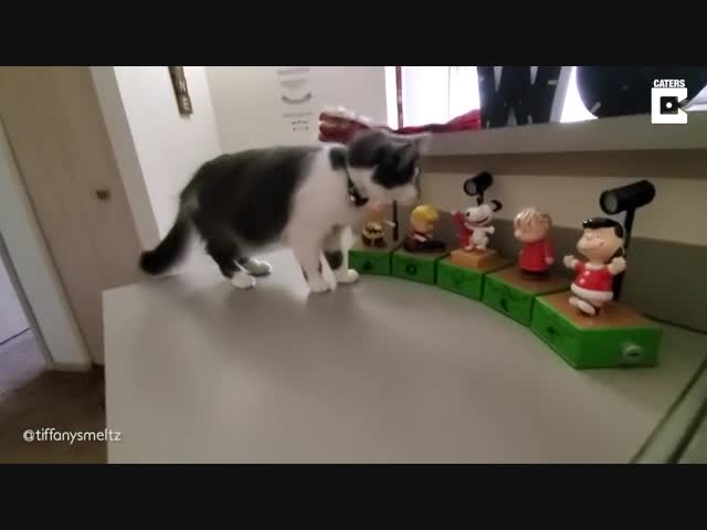 Тревожный кот