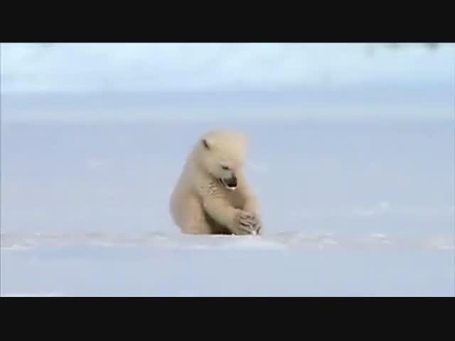 Медвежонок испугался обеда