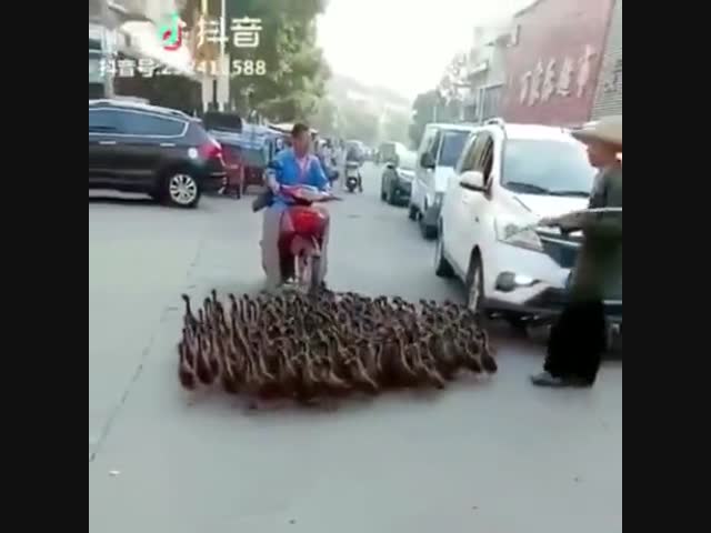 Повелитель уток