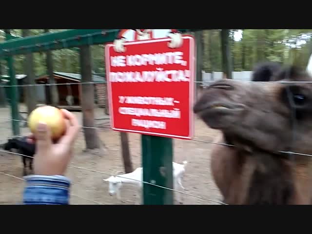 Месть верблюда