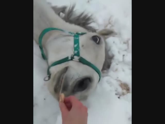 Не лошадь, а собака какая-то