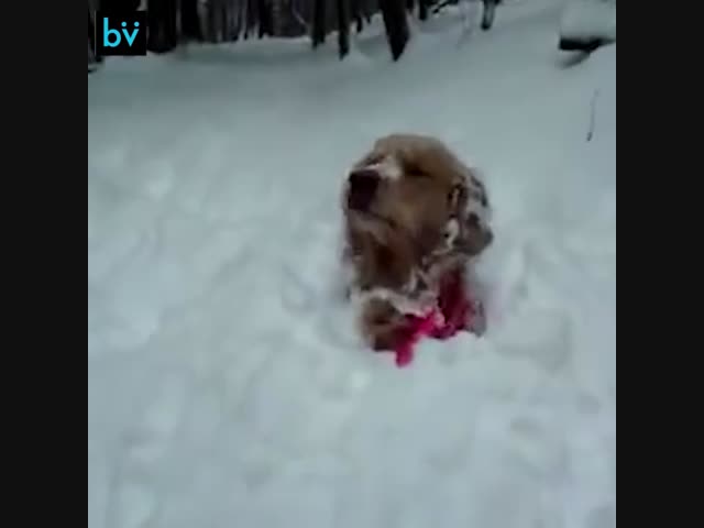 Весело с собакой зимой