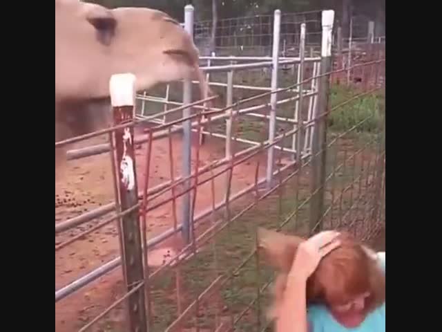 Голодный верблюд