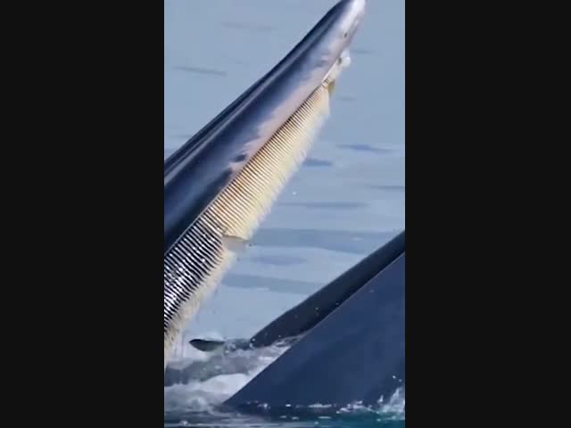 Чайки попались киту на обед