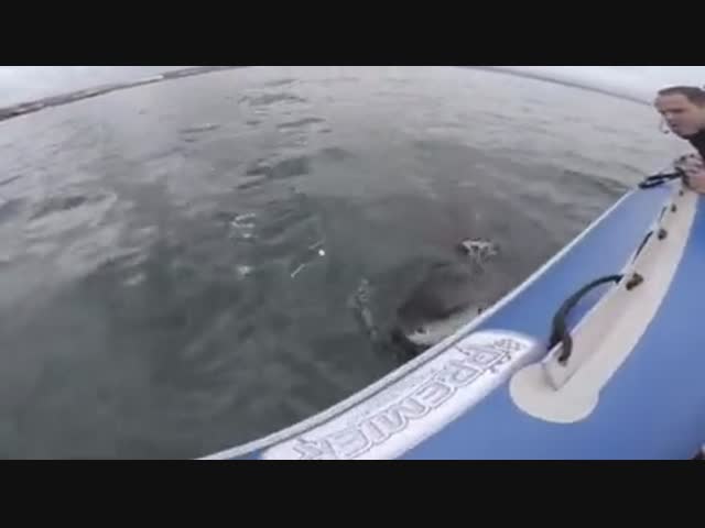 Зубки чешутся