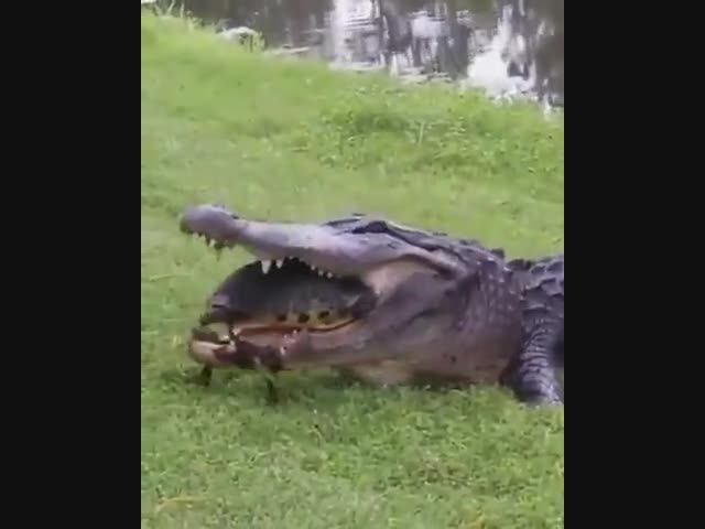 Завтрак не по зубам попался