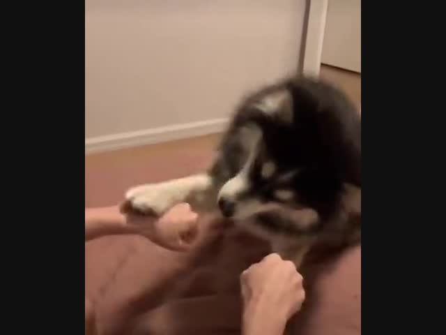 Процессор завис