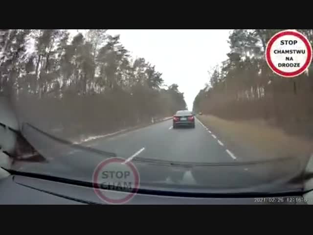 Олени переходят дорогу в Польше