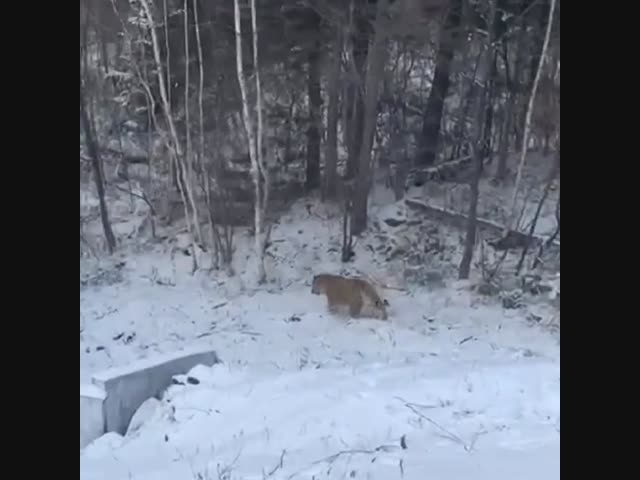 Не жирный, а просто кость широкая!