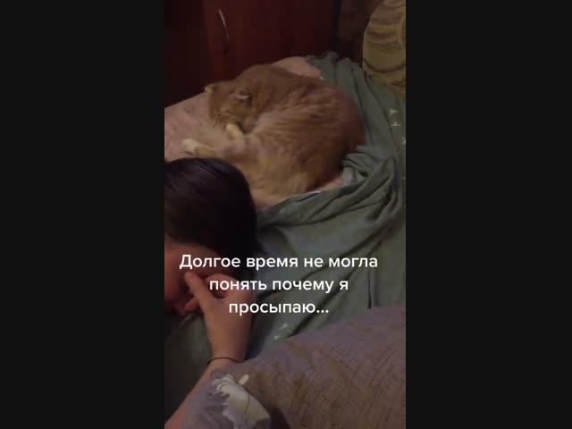 Если бы у меня был такой кот, то я бы наконец-то выспался