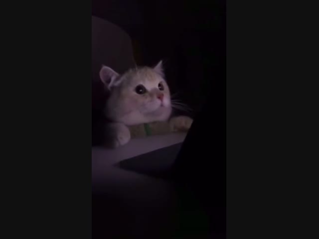 Котику не дали досмотреть мультик