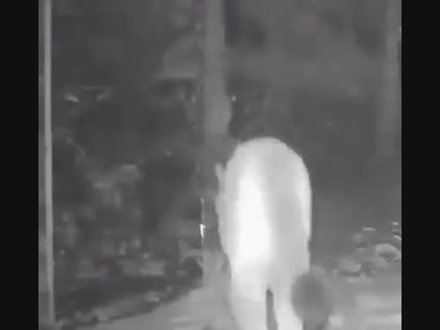 Реакция диких животных на зеркало