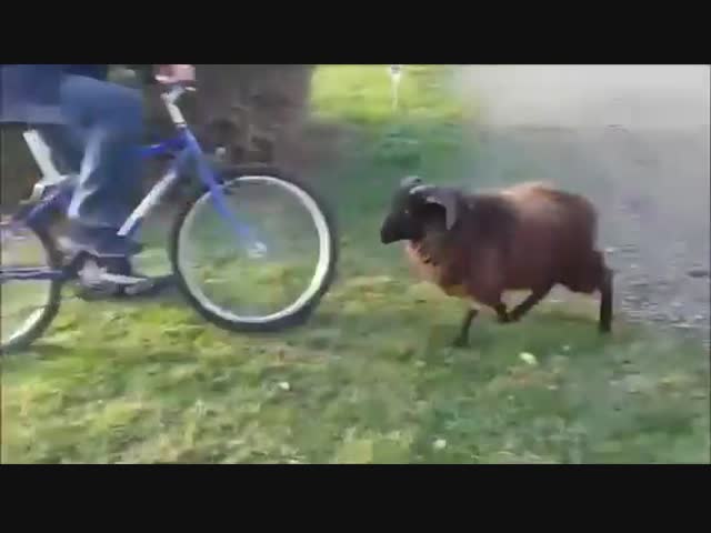 Рогатые и смешные