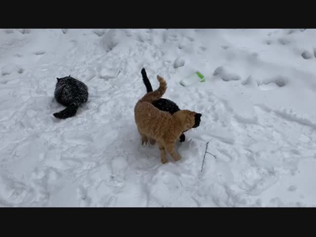 Котики обнимаются хвостами