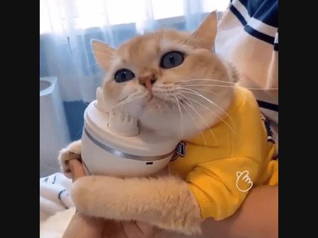 Котовий массаж