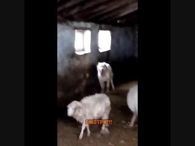 Фермеры из Тувы застрелил сторожевую собаку за то, что она не сумела защитить хозяйских овец от волков