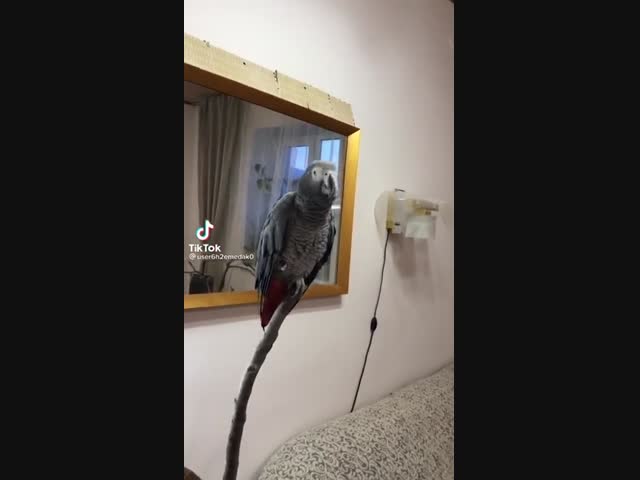 Вежливый попугай