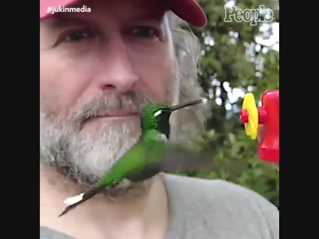Встреча с колибри