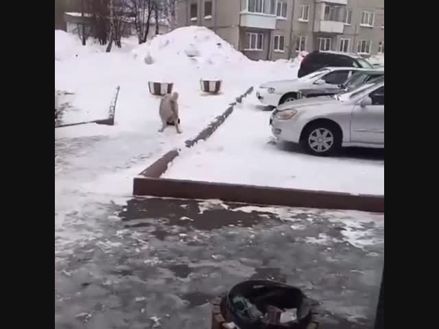 Бродячие собаки на улице-беда России!