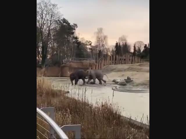 Слоны веселятся