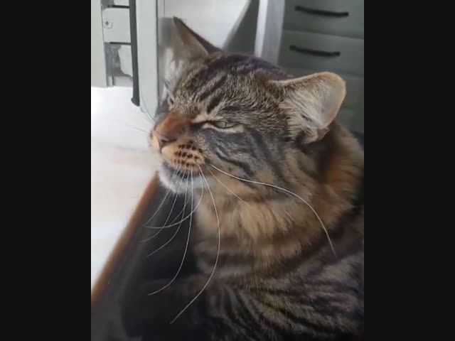 Рассказчик