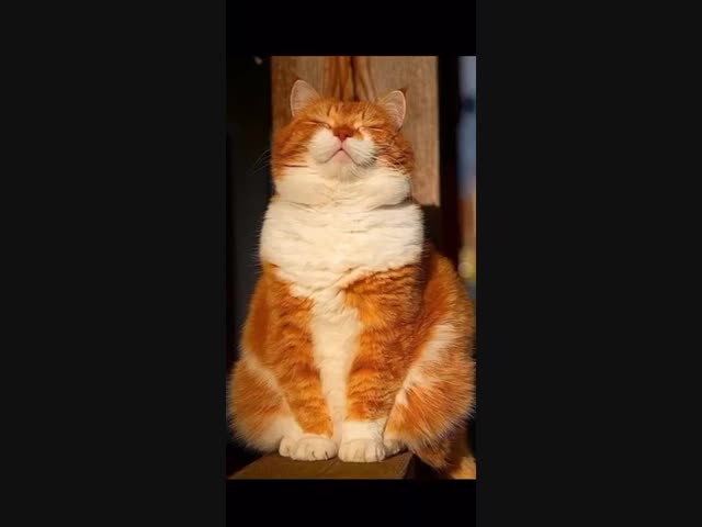 Мысли обычного кота