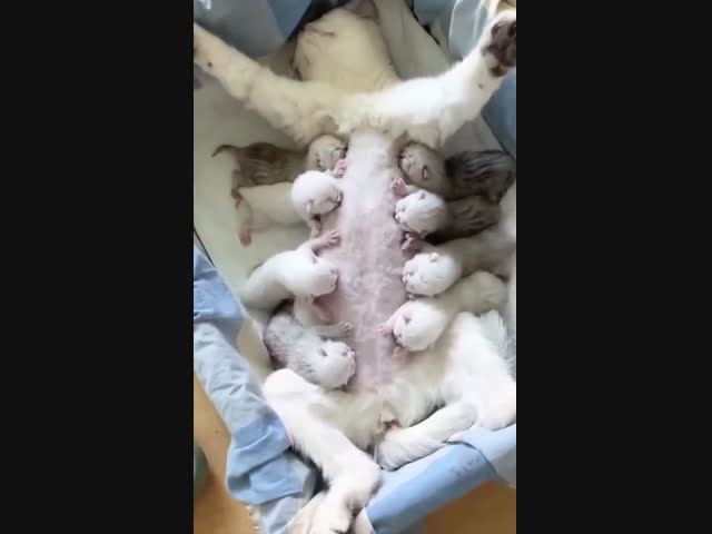 Мать-героиня