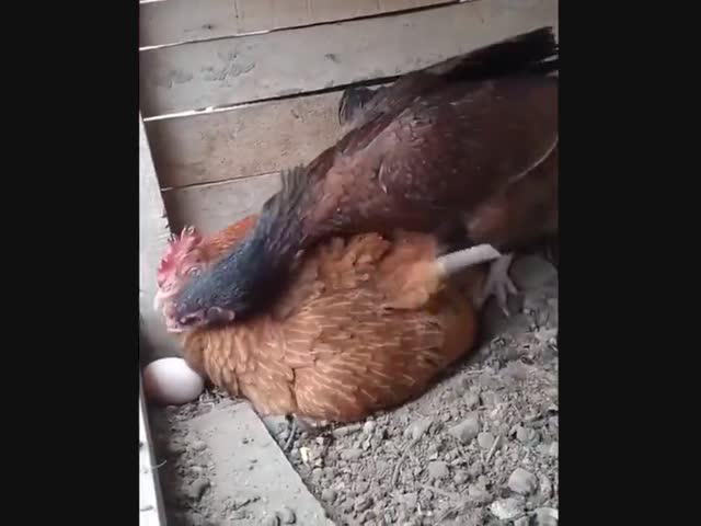 Яйца надо держать в тепле!