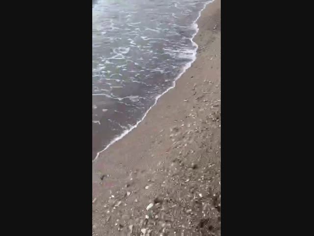 Побережье чёрного моря в Джубга, Геленджике и Витязево усеяно мертвыми дельфинами и птицами