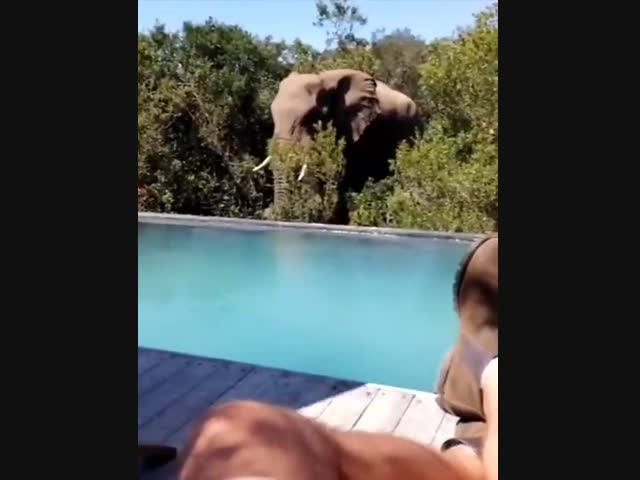 Слон пришёл на водопой