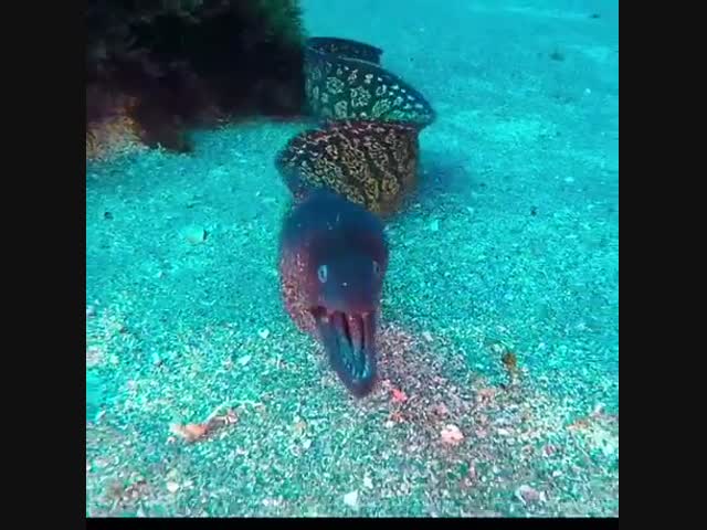 Средиземноморская мурена