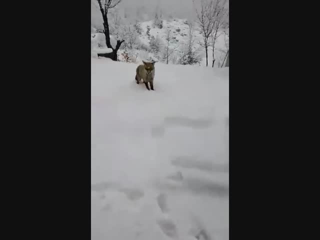 Ревнивый котик