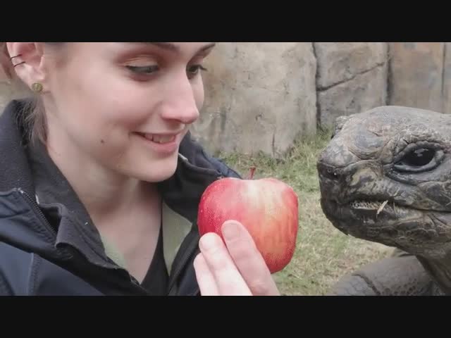 Две подружки и яблоко