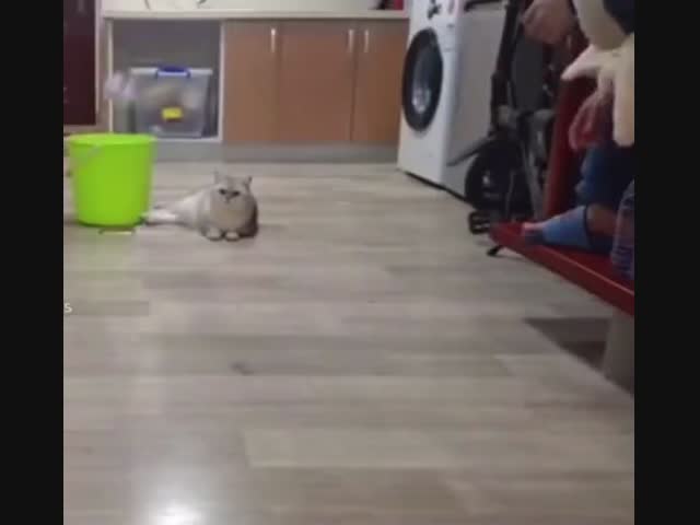 Пушистый подонок получил по заслугам