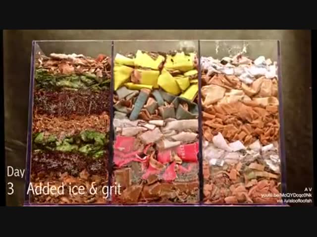 Как черви разлагают мусор