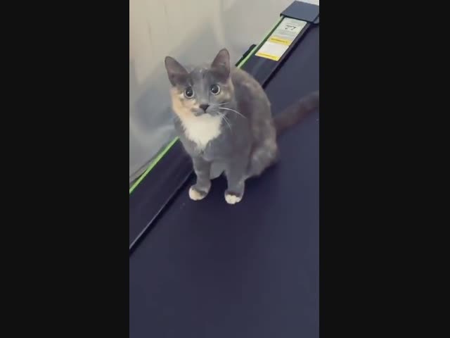 Спортсменка с хвостом