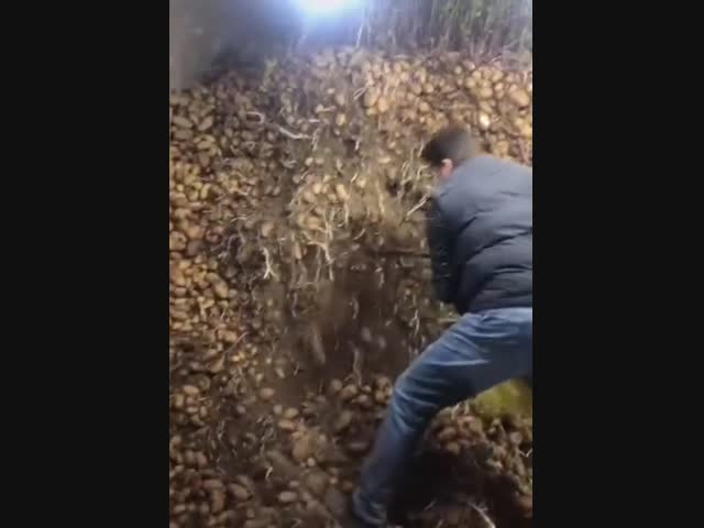 Месторождение картофеля