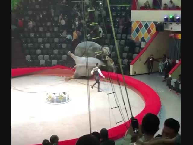 В цирке Казани подрались слоны
