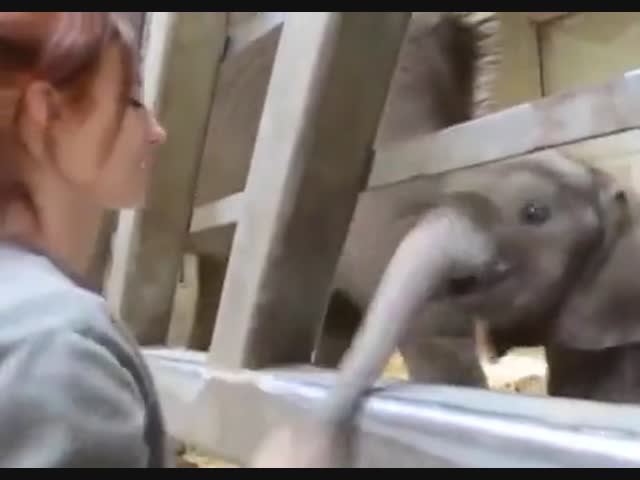 Ласковый слоненок