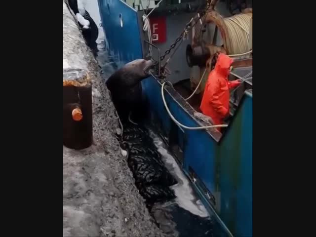 На Сахалине рыбаки сняли на видео морского вымогателя