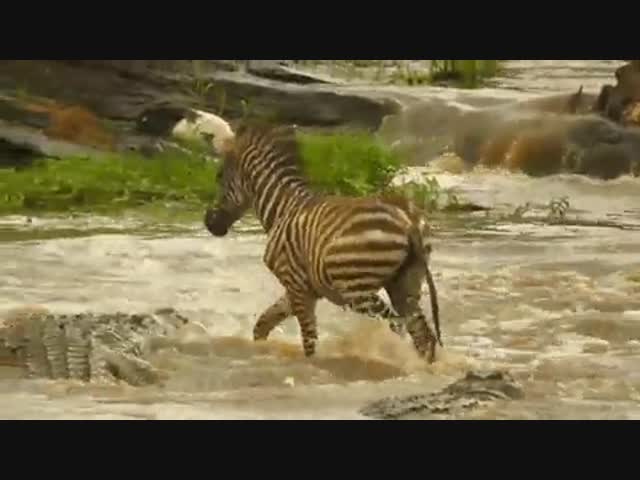 Самоуверенная зебра
