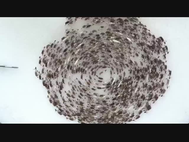 Оленья карусель