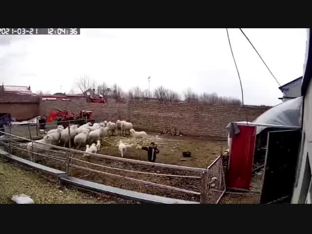 Поиграл с барашком