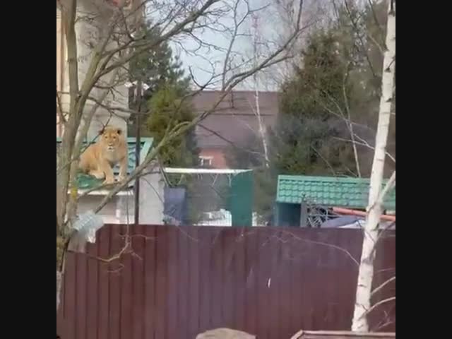 Весна. Грачи (зачёркнуто) львы прилетели