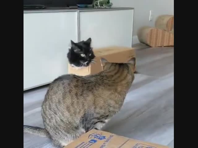 Бронированный кот