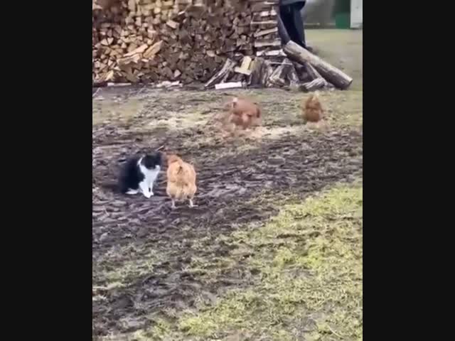 Деревенские разборки